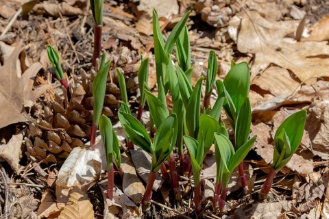 Wild Ramps, wild garlic, commonly known as ramp, ramps, spring onion, wild leek, wood leek. North