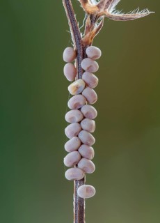 Butterfly, eggs, Libelloides rhomboides ssp. cretensis, Owlfly, eggs