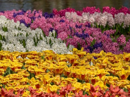 A blooming field full of hyacinths in all colours in a park on a sunny spring day, Amsterdam, the