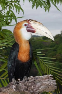 Papuan Hornbill, Rhyticeros plicatus, Tufi, Oro Province, Papua New Guinea, Oceania