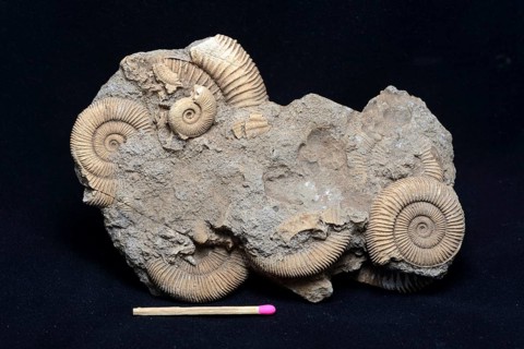 A group of ammonite fossils partly embedded in stone