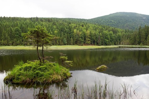 Little Arber lake