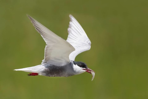 White-bearded Tern, Chlidonias hybrida, Whiskered Tern