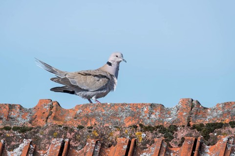 Wood pigeon walks over a roof ridge in front of a blue sky