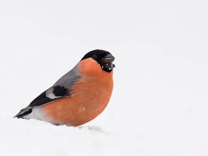 A male bullfinch sits in the snow and eats a sunflower seed