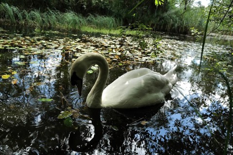 A swan weaves its way through water on a sunny day. Tipperary, Ireland, Europe
