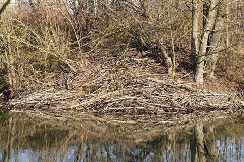 Biberburg, beaver's lodge