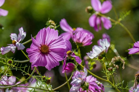 Cosmos bipinnatus flowers in a green garden