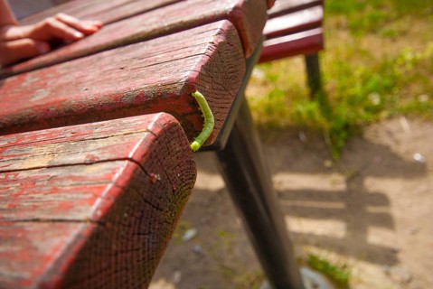 A green maggot on a red bench