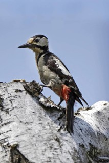 Blood woodpecker, Dendrocopos syriacus, Syrian woodpecker