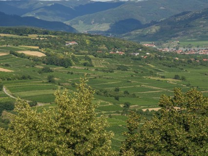 Green hilly landscape with spacious fields and a village in the background, Dürnstein, Wachau,