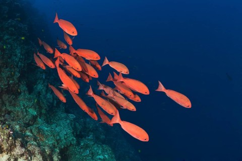 Red Slender pinjalo on the reef, Pinjalo lewisi, Nagali, Fiji, Oceania
