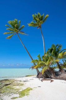 Coconut palms (Cocos nucifera) on the beach, private island, bird island, privileged, ecological,
