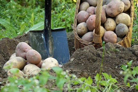 Recent harvest potatoes vary in size and collor are covered in soil, near wicker basket and shovel.