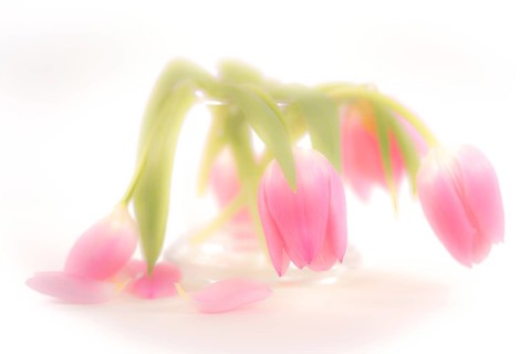 Wilted tulip bouquet photographed in the studio