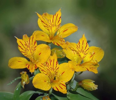 Peruvian lily, the yellow Alstromeria aurantiaca flower