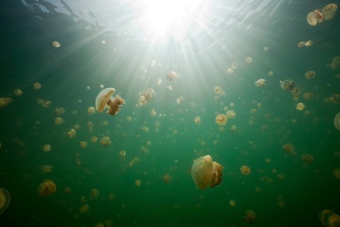 Mastigias jellyfish in Jellyfish Lake, Mastigias papua etpisonii, Jellyfish Lake, Micronesia,