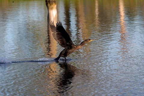 Double-crested cormorant in flight Excelent hunter, swimmer and diver