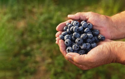 Senior man hands holding heap of fresh cultivated blueberry. Healthy eating and Alzheimer or
