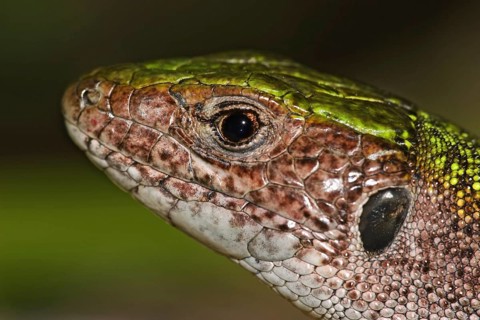 Green lizard, Lacerta viridis, European green lizard