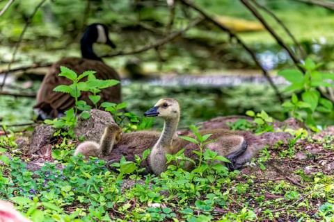 Canada goose (Branta canadensis) goslings on a meadow