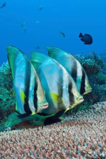 Pinniped batfish, Platax pinnatus, Komodo National Park, Indonesia, Asia