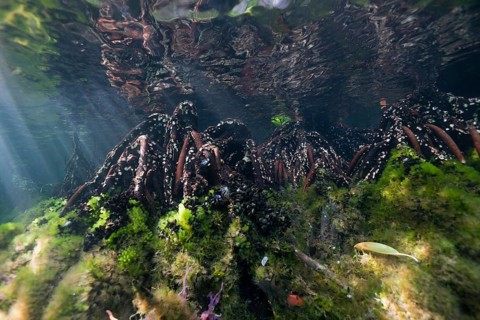 Mangroves in Jellyfish Sea, Jellyfish Sea, Micronesia, Palau, Oceania