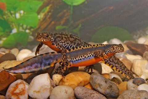 Alpine newt pair, Ichthyosaura alpestris, Syn.: Triturus alpestris, alpine newt, pair