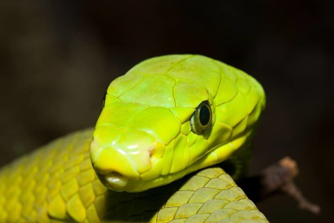 Common Mamba, Dendroaspis angusticeps, Kenya, Africa