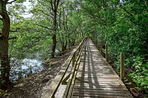 Boardwalk in the quarry forest at Vogelkoje Meeram, Amrum, North Frisian Island, North Frisia,