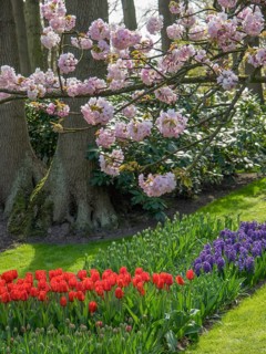 Cherry blossoms over a flower bed with red tulips and purple hyacinths, Amsterdam, Netherlands