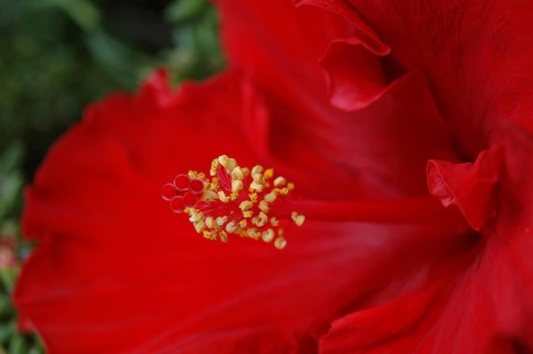 Detail of red hibiscus, Hibiscus rosa-sinensis, in garden setting