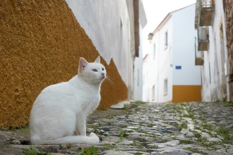 White street stray abandoned cat on stone road of a historic village with white buildings in