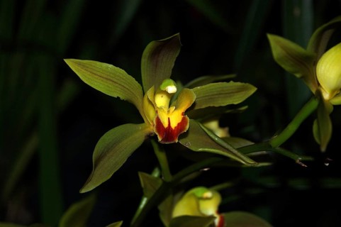 The green Cymbidium lowlanum orchids