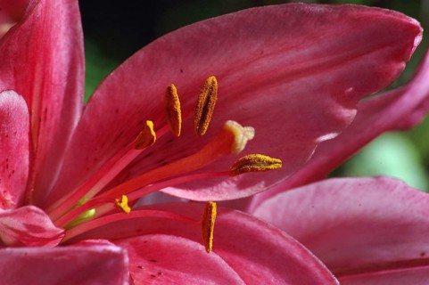 Closeup of pink Asiatic Lily, Royal Love, Hemerocallis flava