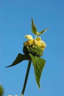 Pale yellow Phlomis flowers against blue sky