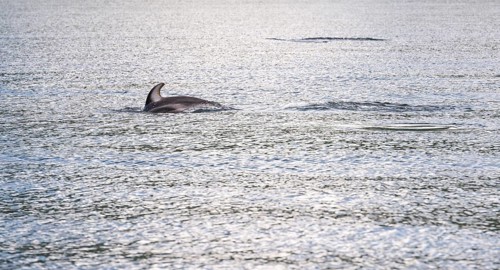 A white-striped dolphin dives again after catching its breath