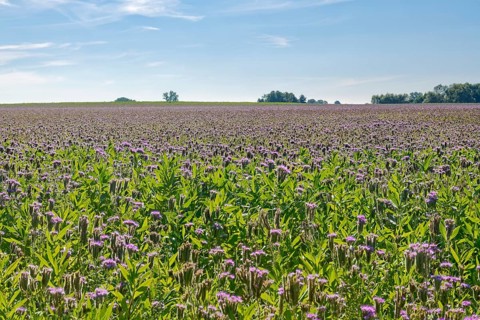 Field meadow with phacelia (bee pasture, bee friend, tufted beauty or tufted flower) in the midday