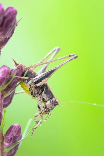 A Rösels mantis sitting on the flower of the button snakeweed