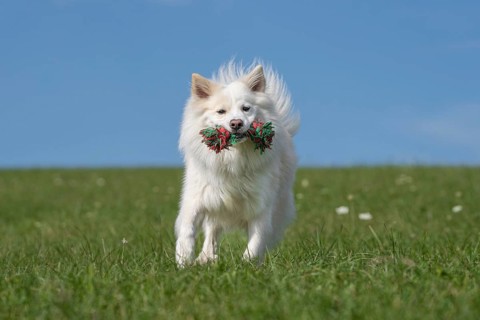 Retrieving Icelandic Hound