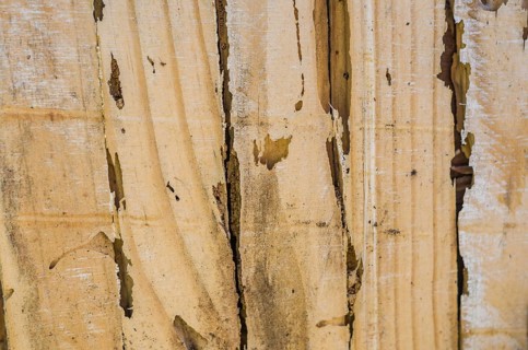 Wood texture destroyed by insect termite