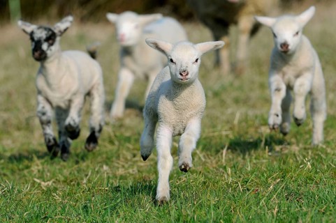 Merino sheep, lambs, sheep, sheep, lamb
