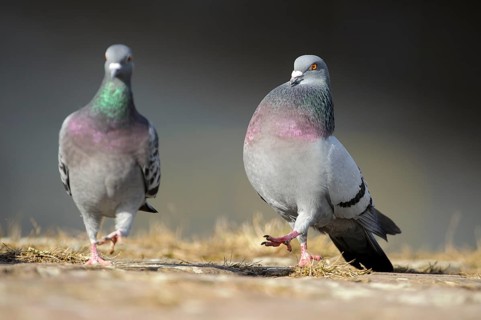 City pigeons, feral domestic pigeon