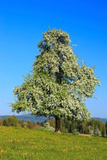 Pear tree in bloom ( Pyrus communis) , Pear, Switzerland, Europe