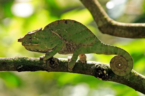 Chameleon (Furcifer balteatus), male, Magadascar, side