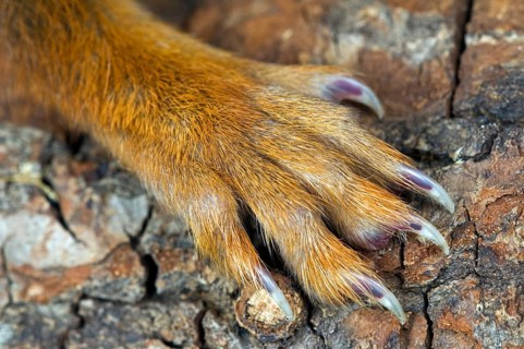 Squirrel, Squirrel cat, Rodents, Mammals, Animals, Eurasian red eurasian red squirrel (Sciurus