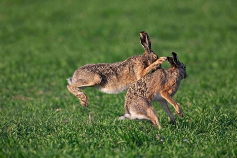 European hares (Lepus europaeus) boxing, fighting in the field during the breeding season, Germany,