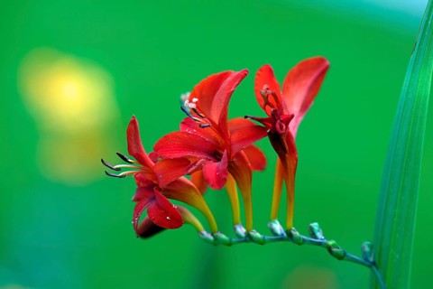 Crocosmia (Crocosmia x crocosmiiflora), Montbretia