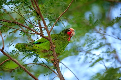 Cuba Amazon, Grand Cayman, Cayman Islands (Amazona leucocephala), Caribbean