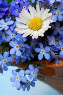 Common daisy (Bellis perennis) and forget-me-not (Myosotis sylvatica), memorial